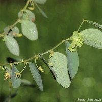 <i>Phyllanthus quadrangularis</i> Willd.